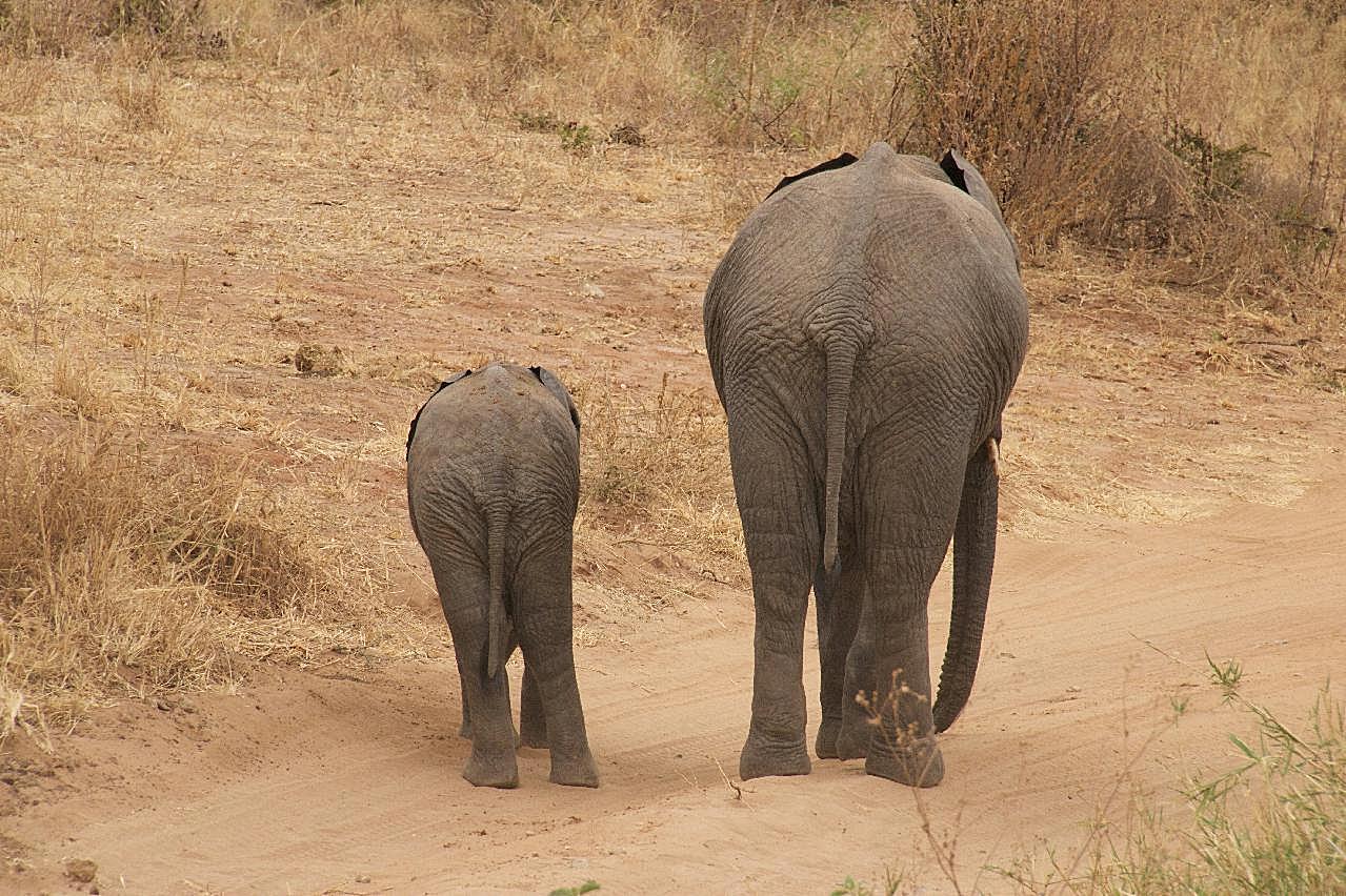 荒野大象小象行走图片高清