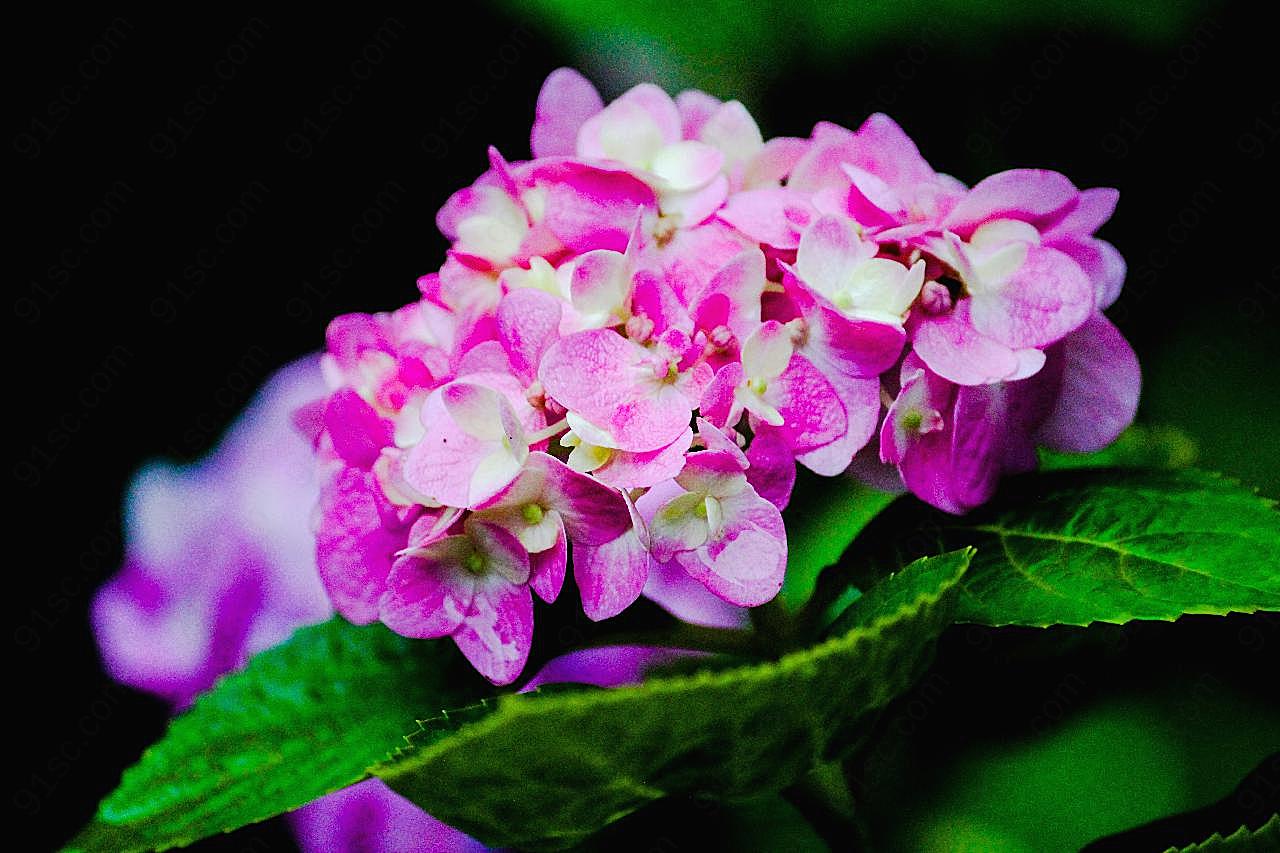 绣球花摄影素材图片花卉