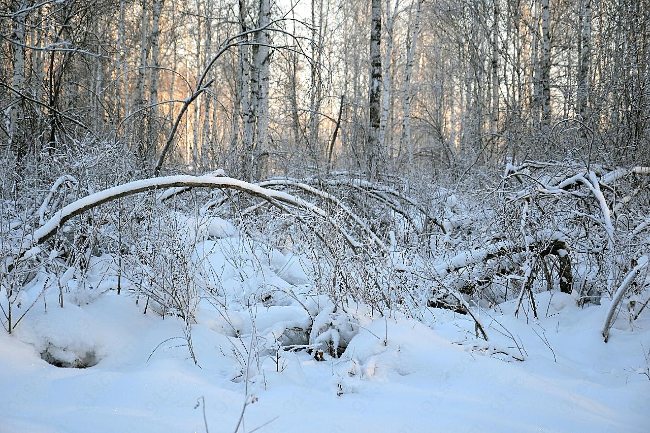 冬季森林树木图片风景景观