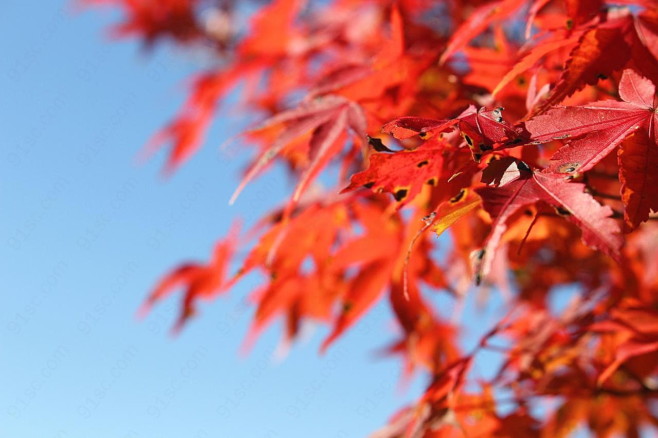 秋天红摄影图片景观