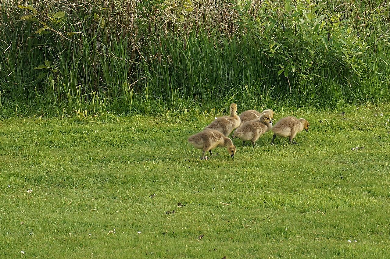 草地上的鸭群图片高清
