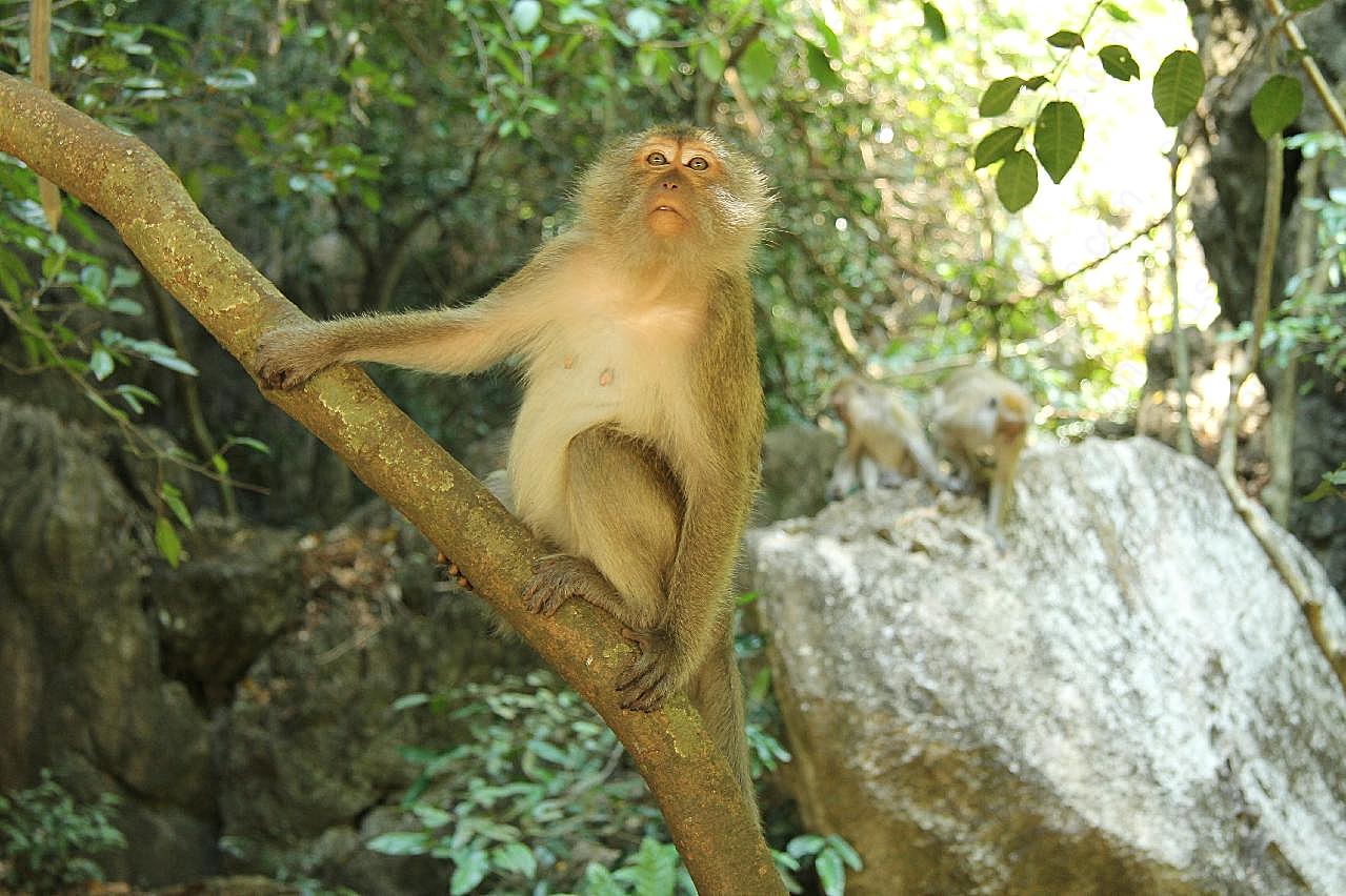 森林可爱猴子图片高清