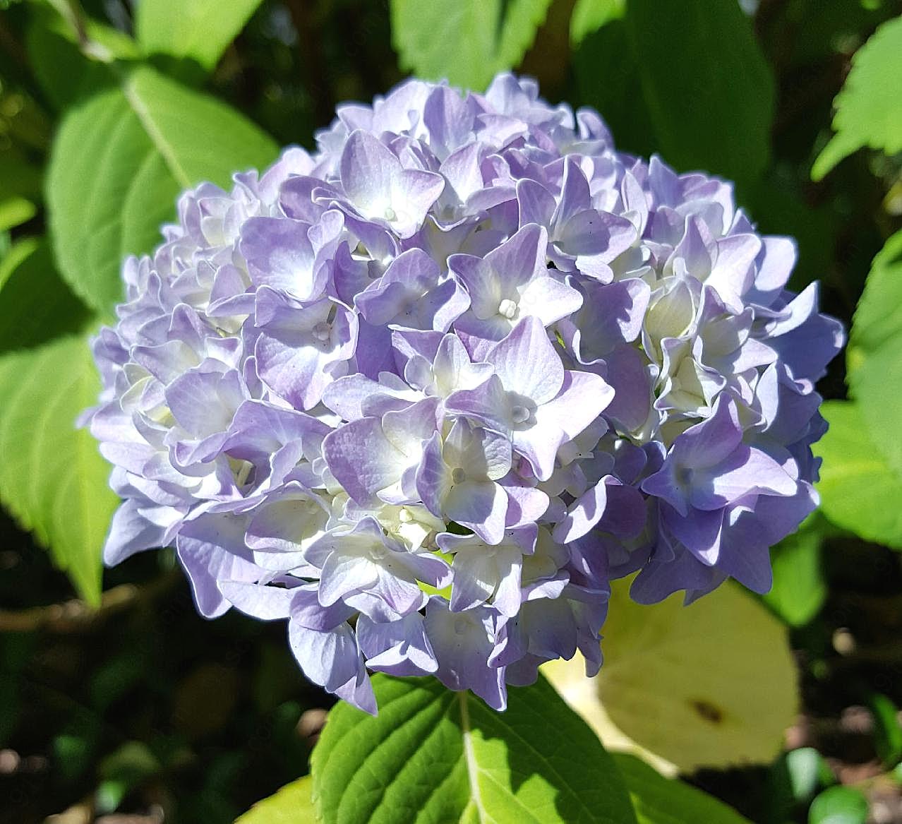 绣球花鲜花图片花卉