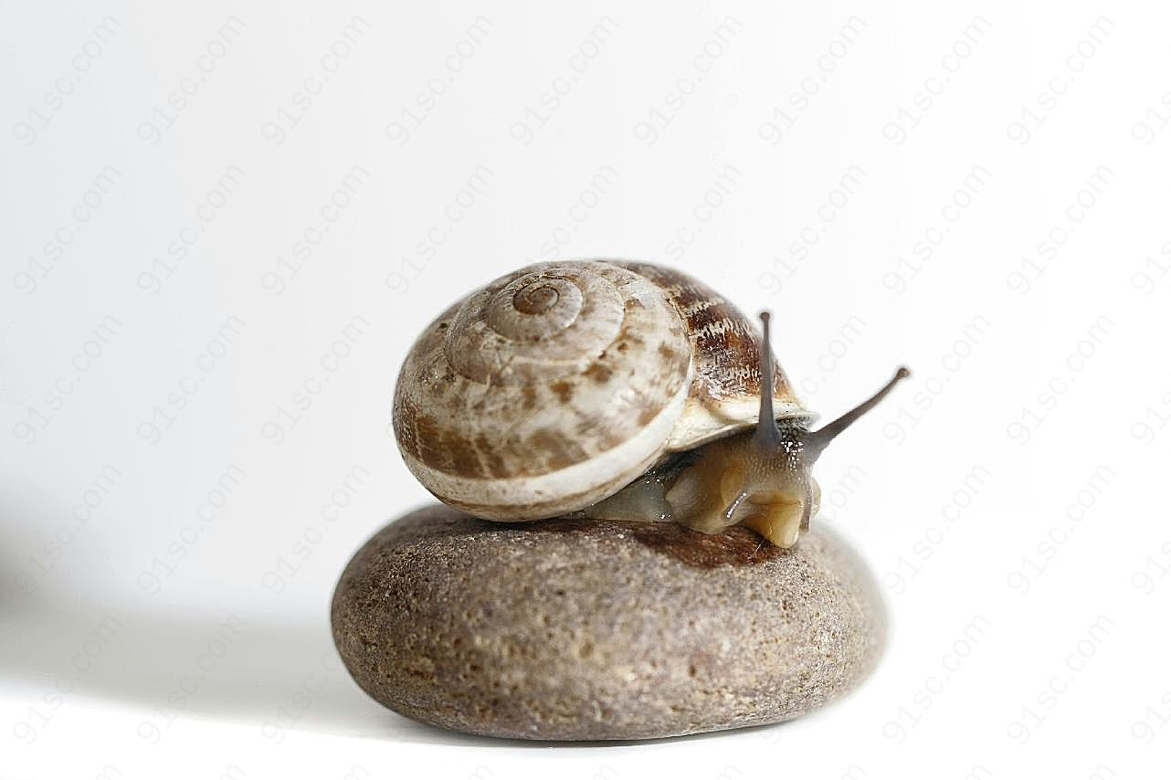 石头上的蜗牛图片摄影