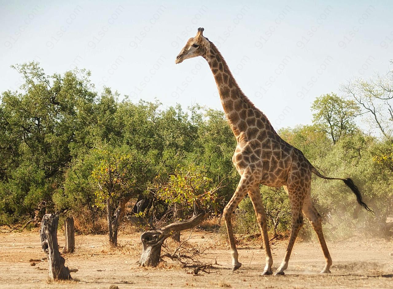 非洲野生长颈鹿图片高清摄影