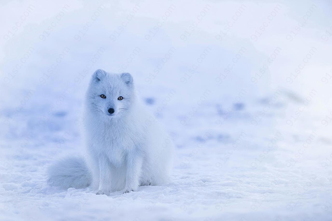 北极狐图片高清
