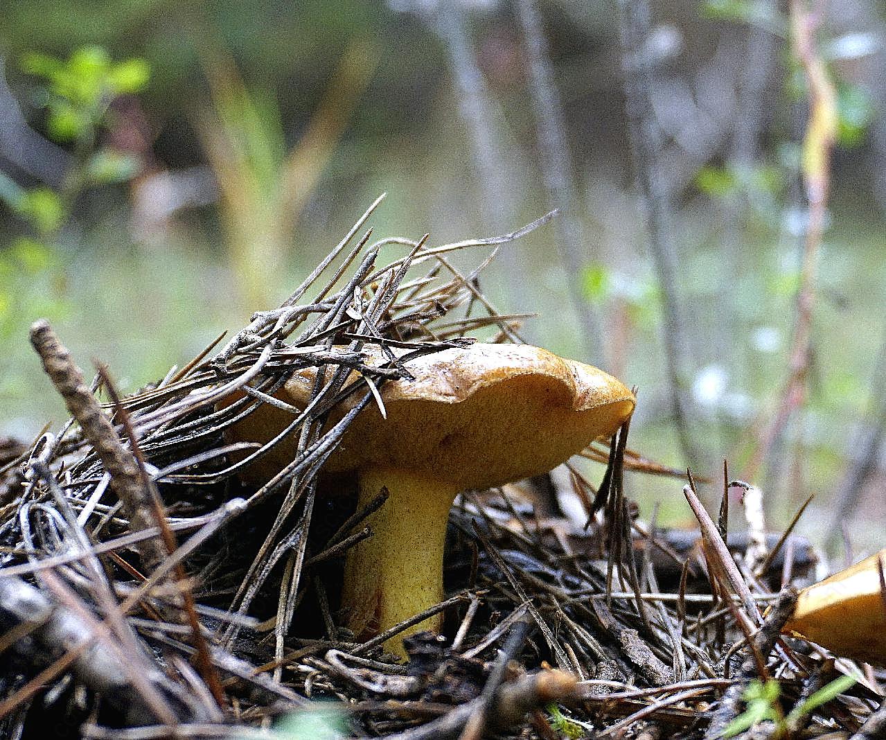 野生菌菇图片高清