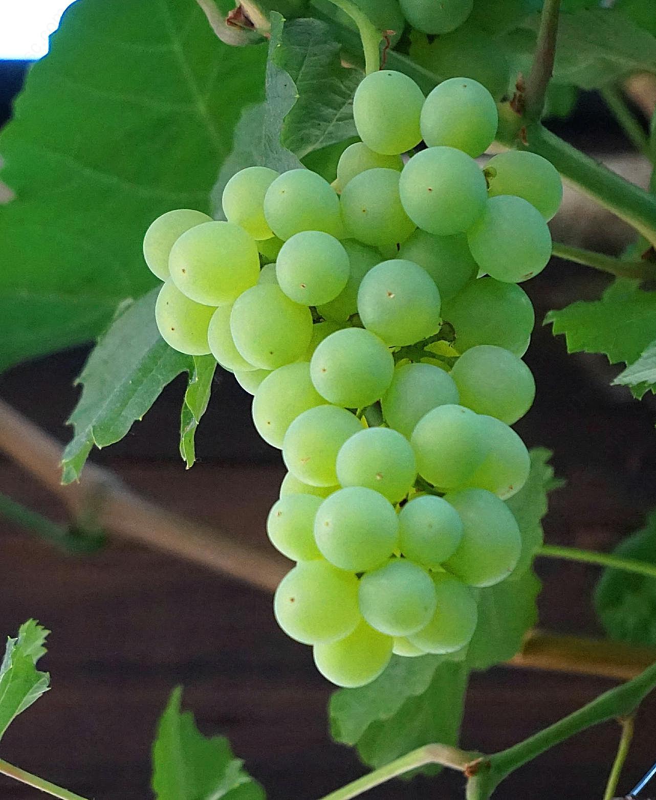 成熟的绿葡萄图片水果