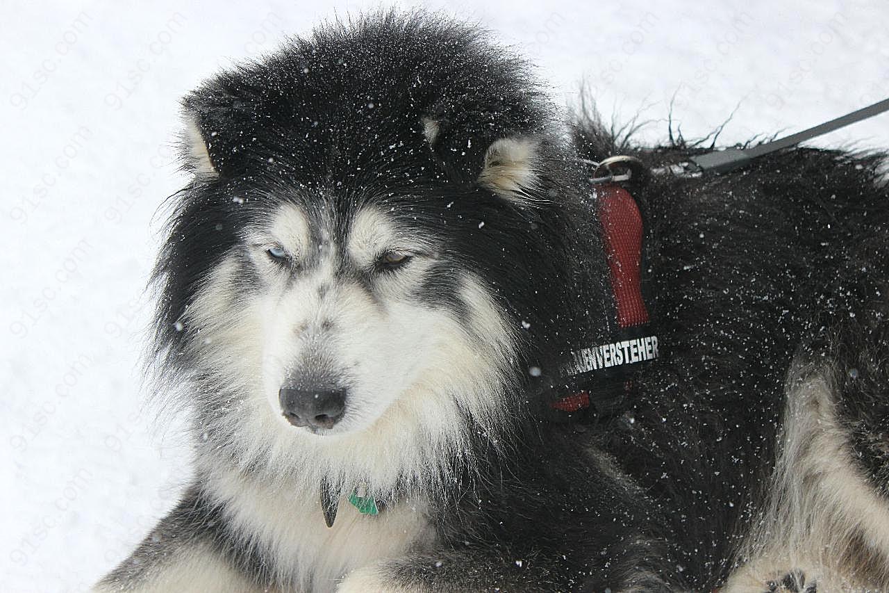 阿拉斯加雪橇犬图片高清摄影