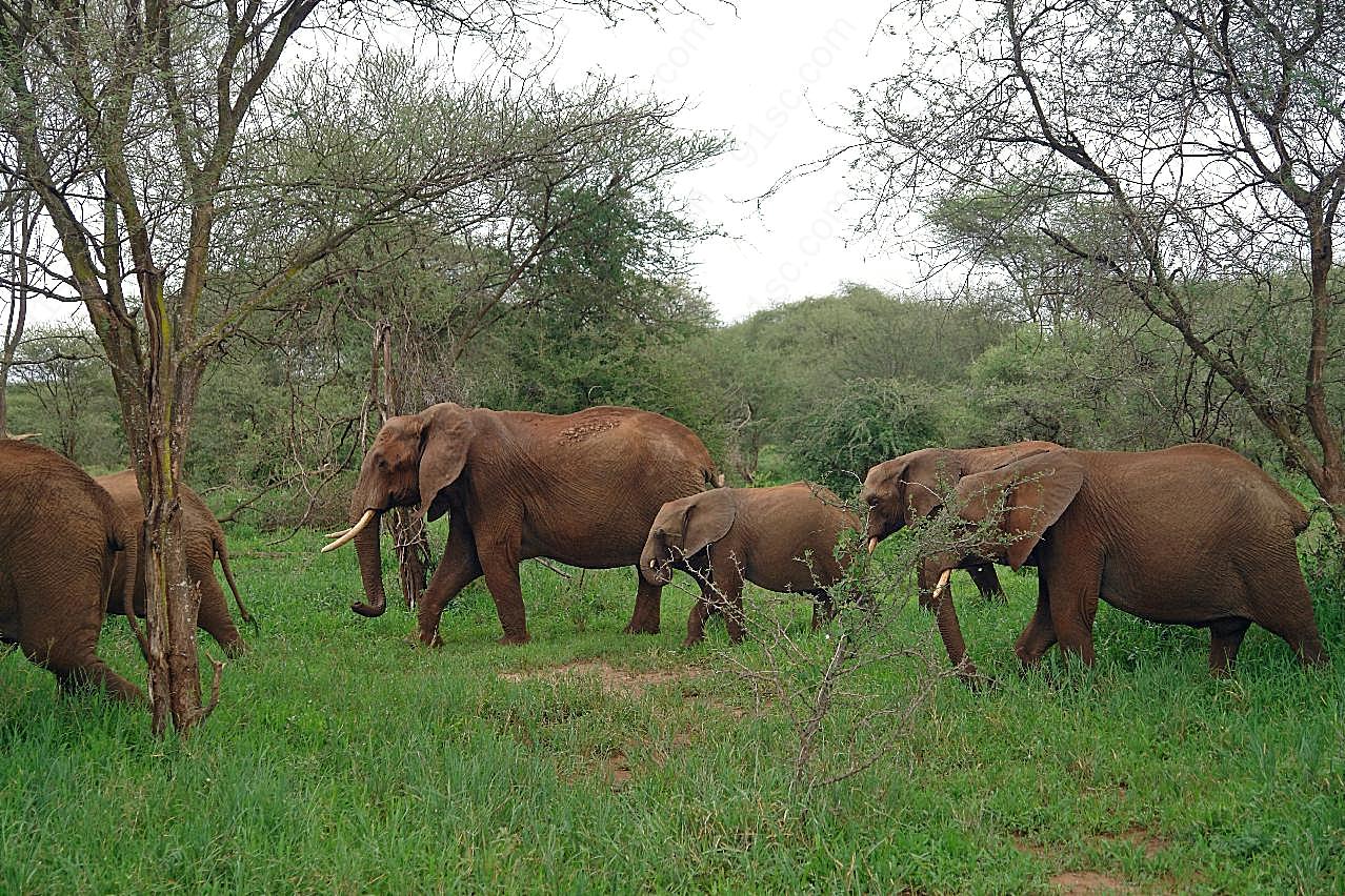 森林大象群图片摄影高清