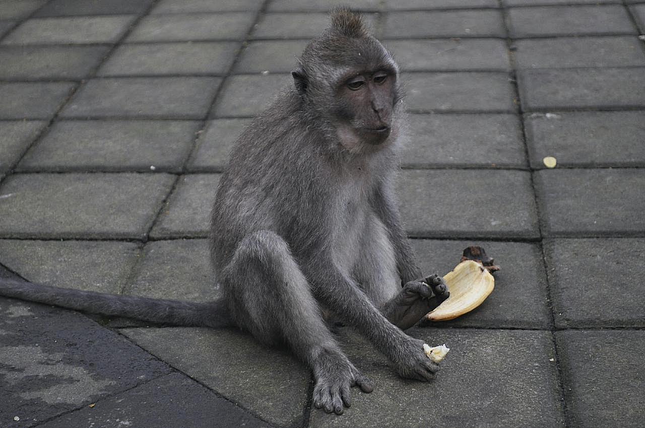 巴厘岛猴子图片动物图片