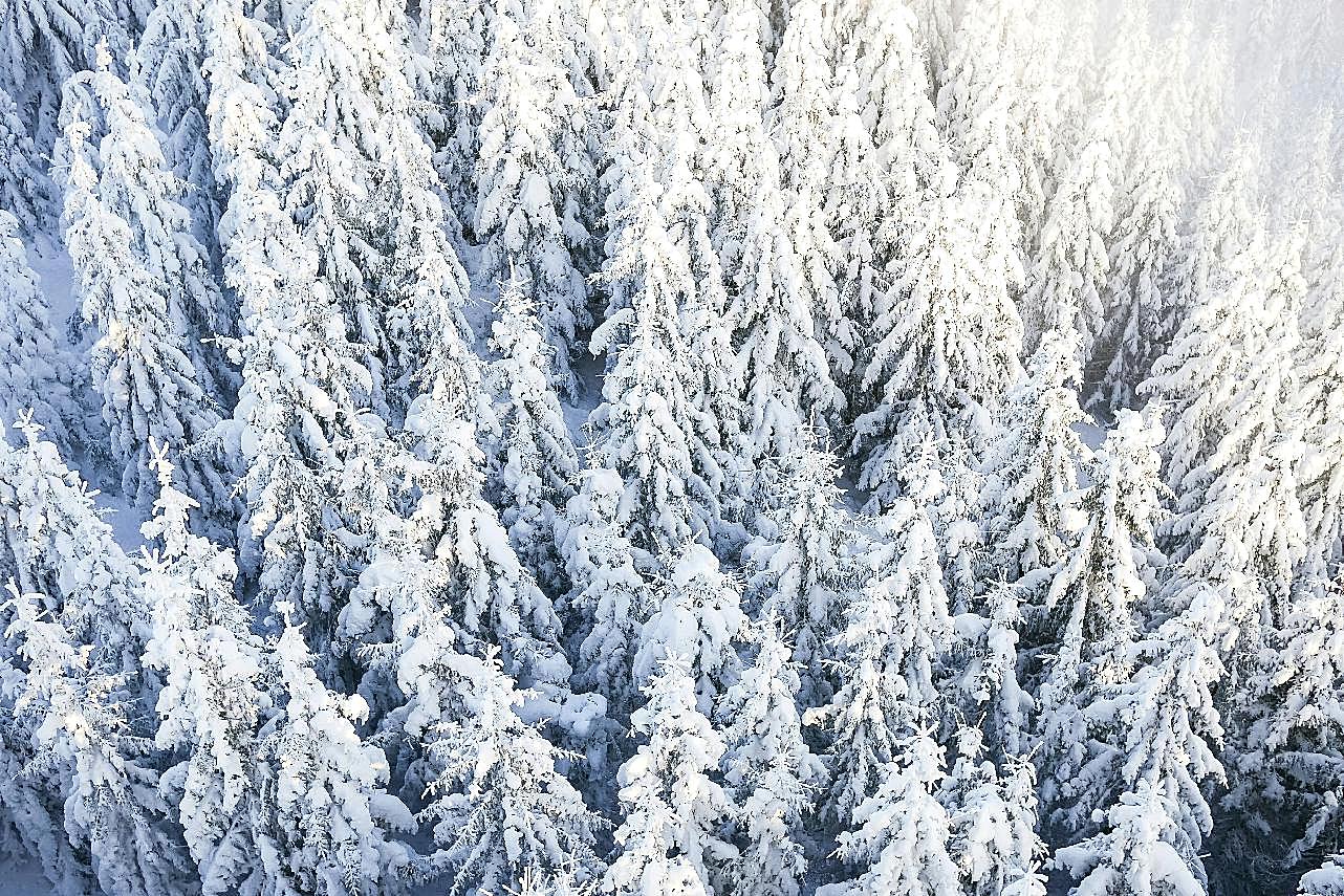 冬天雪林图片高清