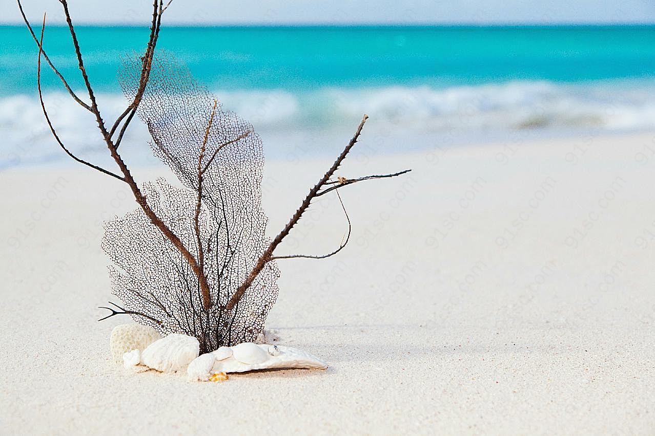 加勒比海沙滩图片高清摄影
