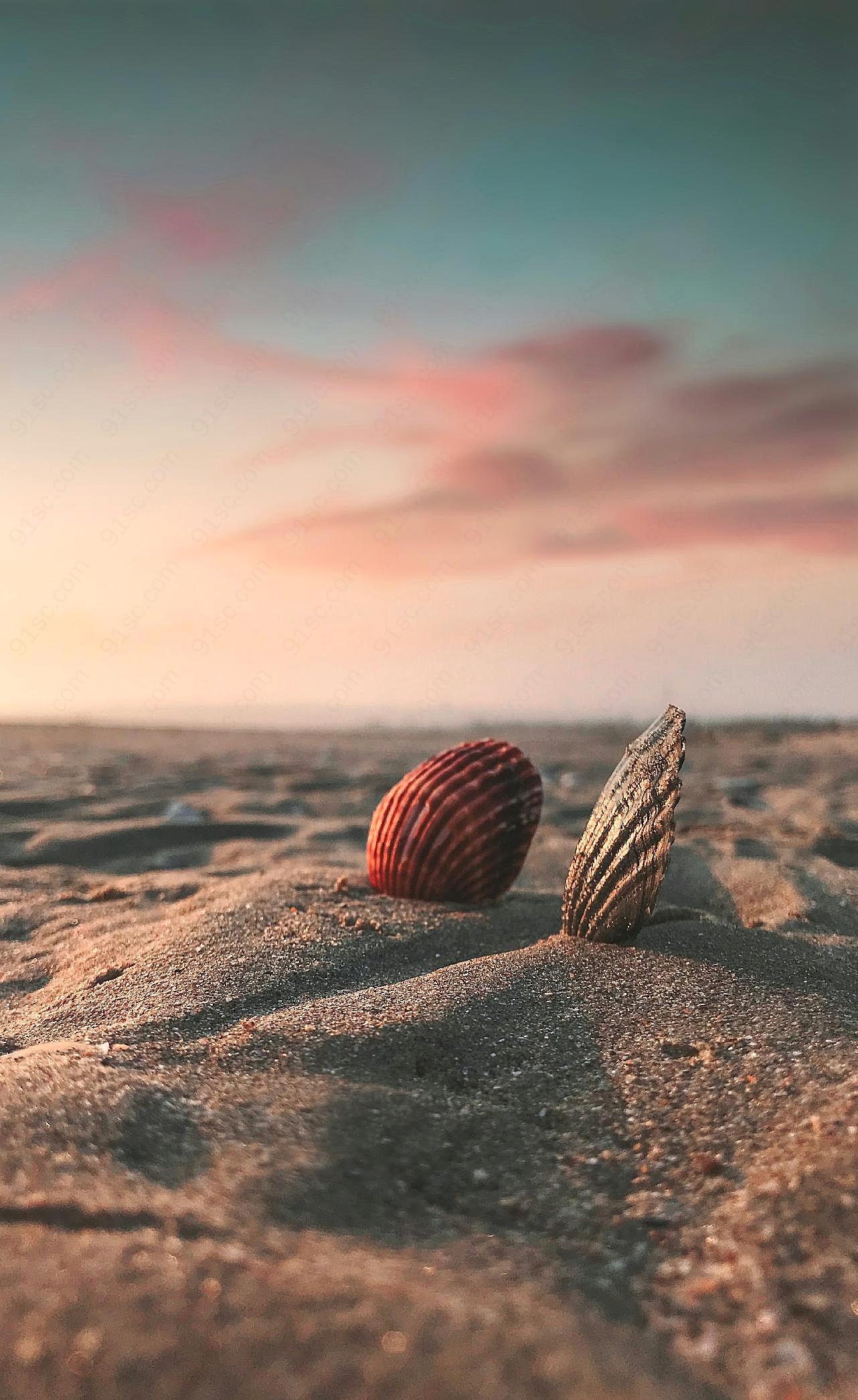 沙滩上的贝壳图片摄影高清