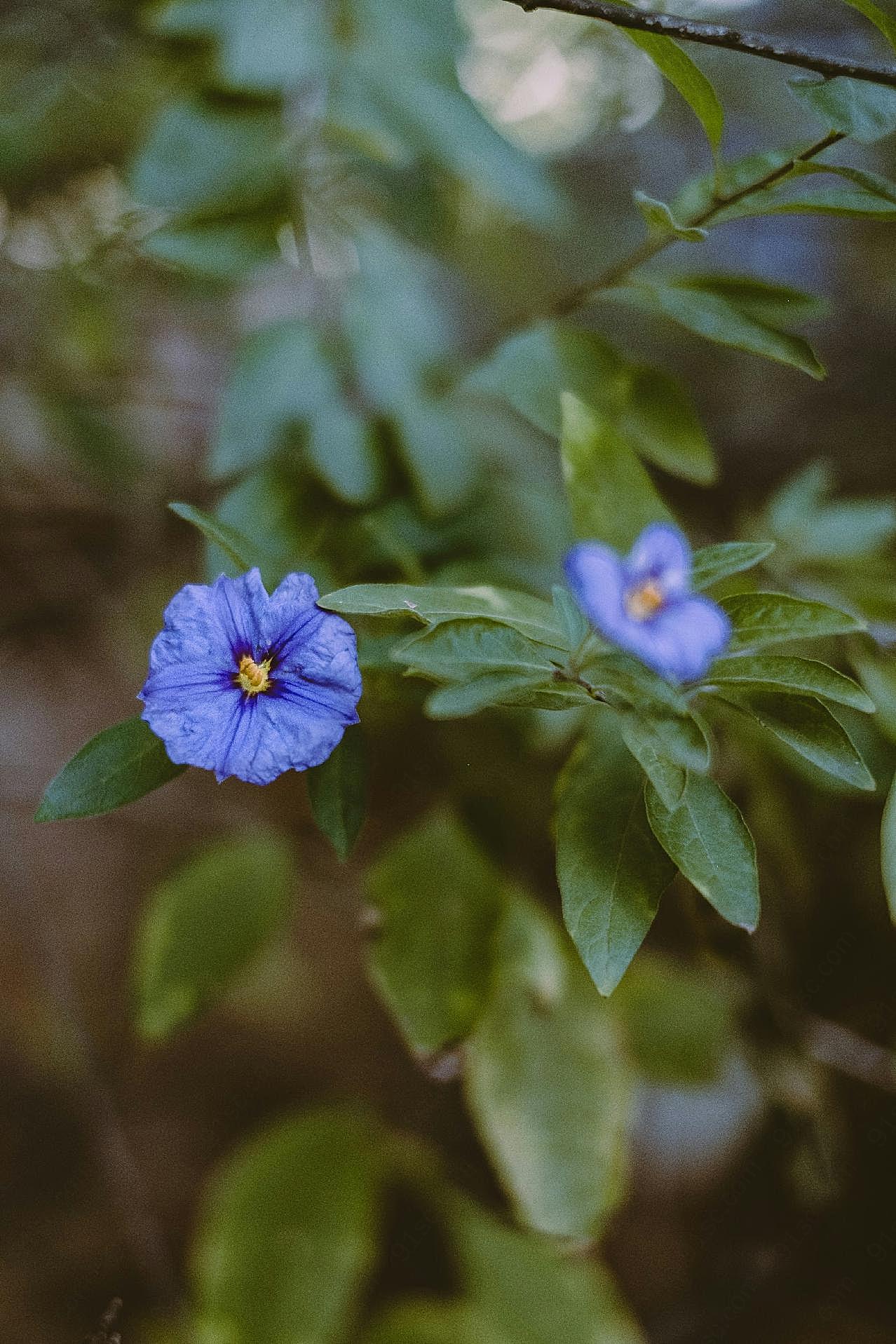 枝头上的蓝茄花图片摄影高清