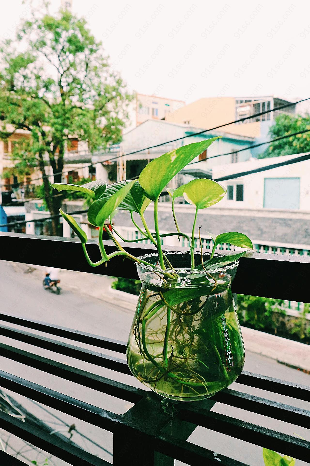 水培绿萝阳台观景图片摄影