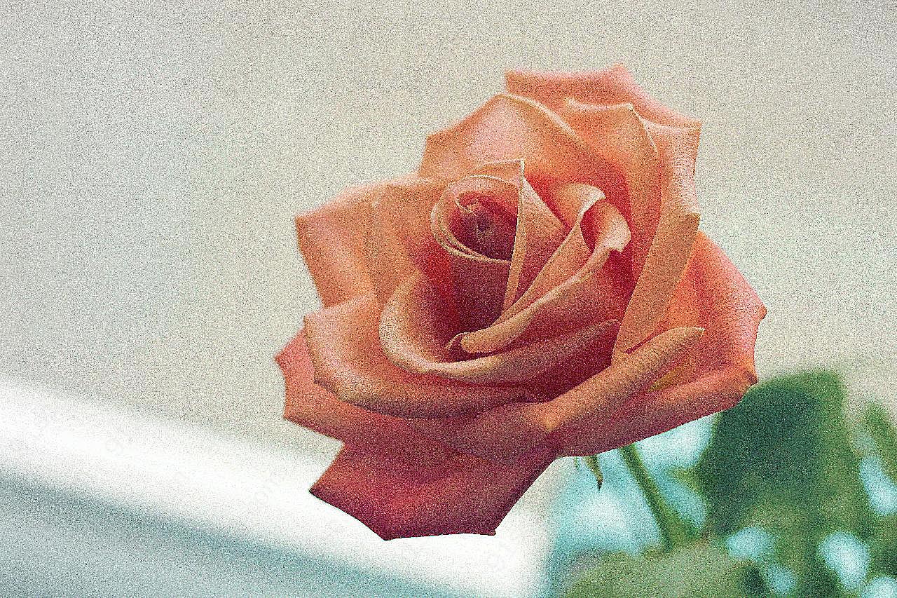 唯美非主流图片玫瑰花