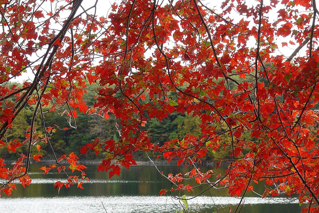 秋天树叶风景图片高清