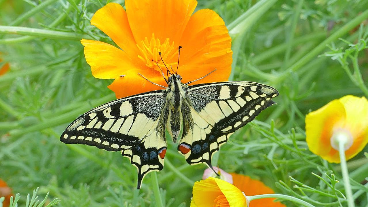 鲜花上的燕尾蝶图片蝴蝶