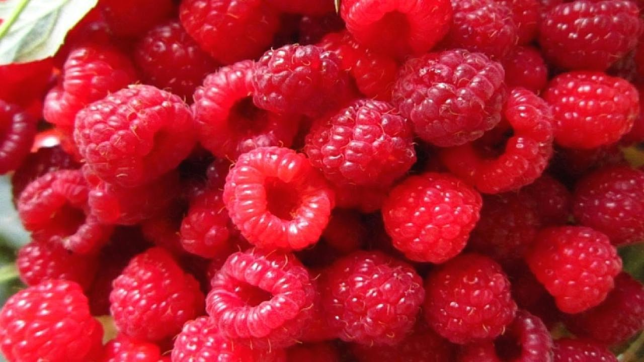 红树莓图片素材水果