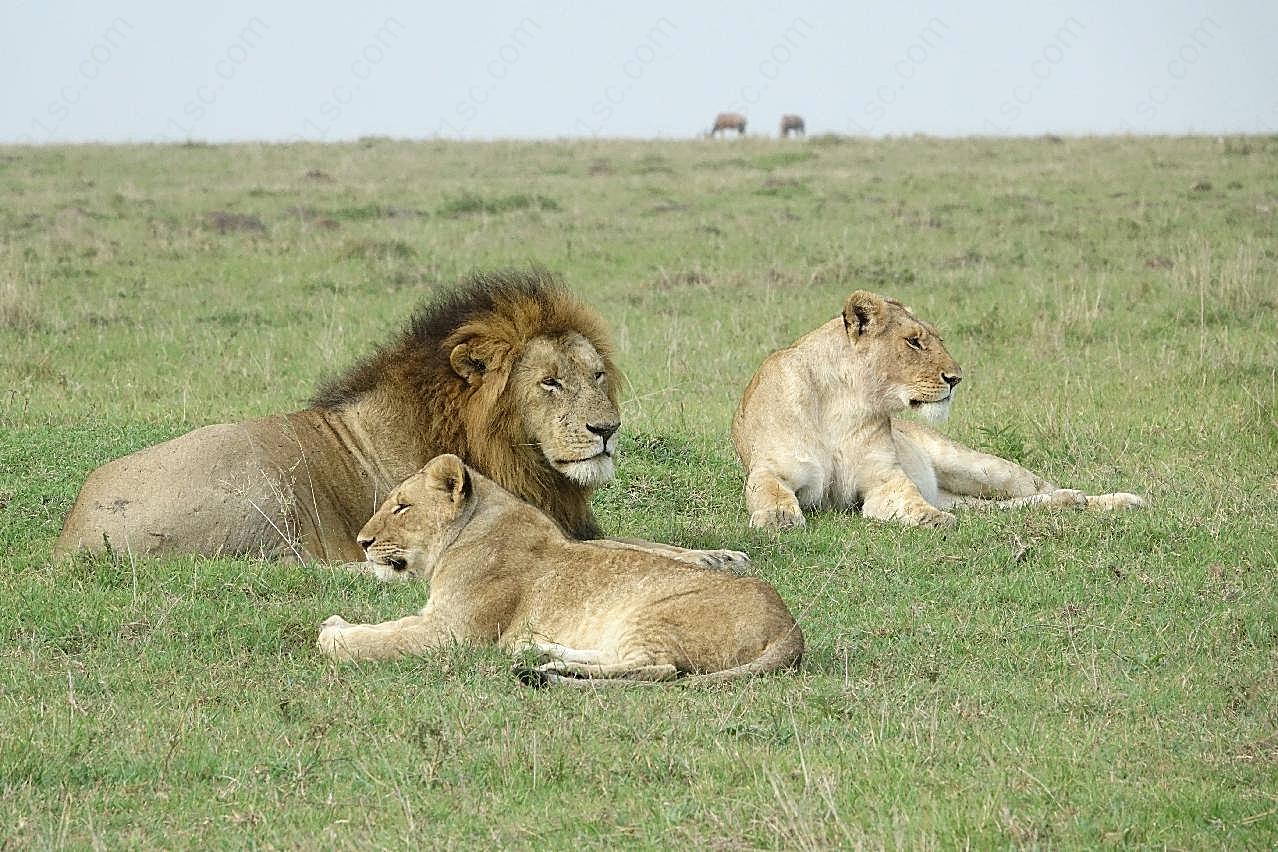 肯尼亚草原狮子图片摄影