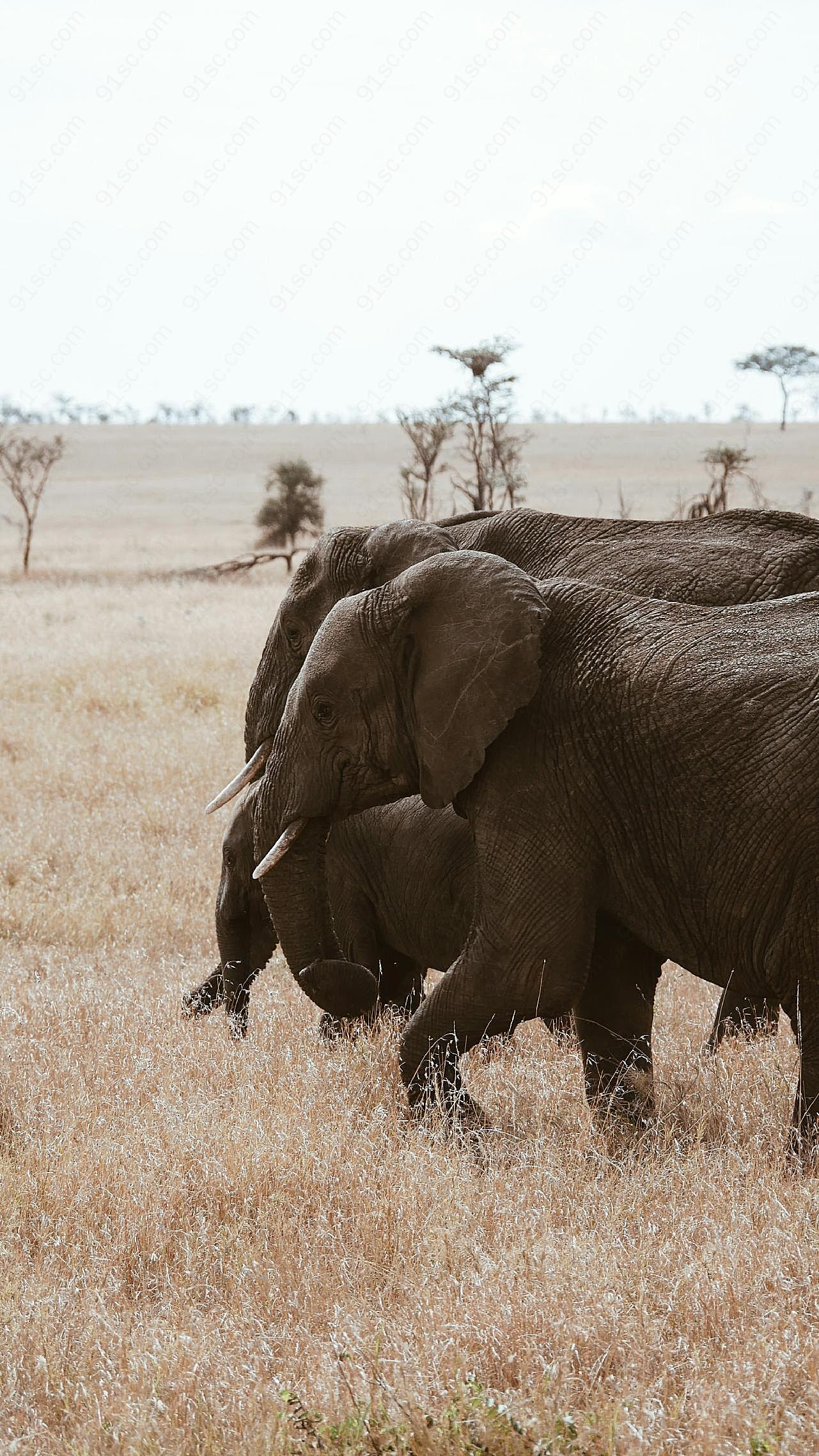 非洲草原大象高清图片动物图片