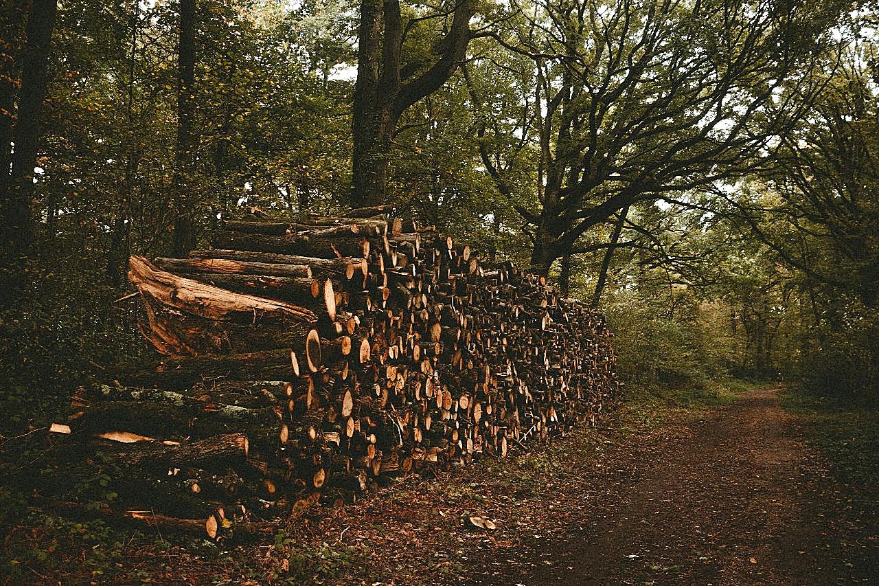 砍伐树木木头图片树林