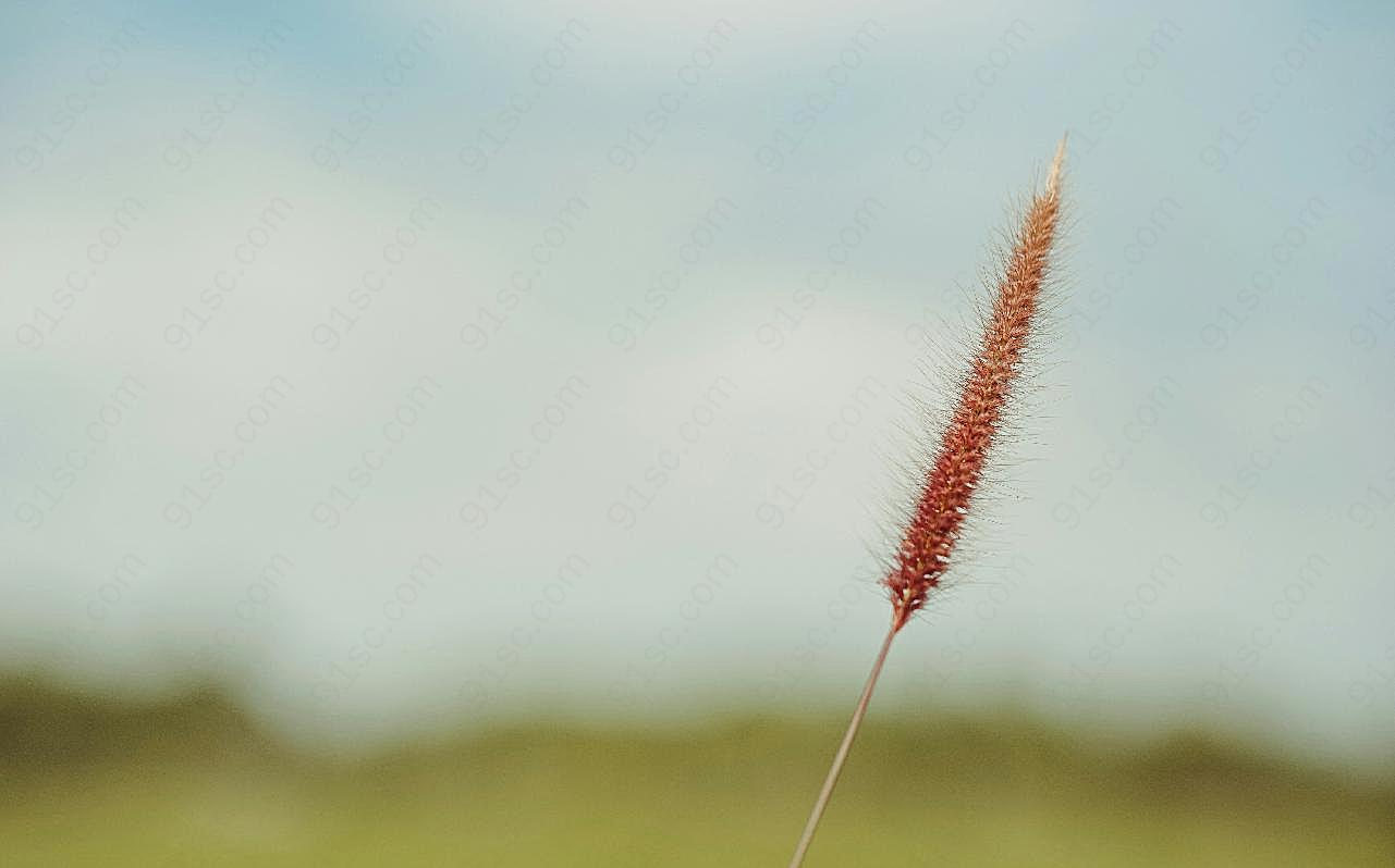 狗尾草背景图片摄影高清