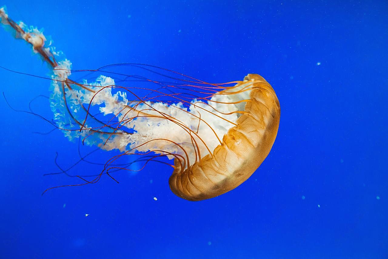 深海伞状水母图片海洋生物