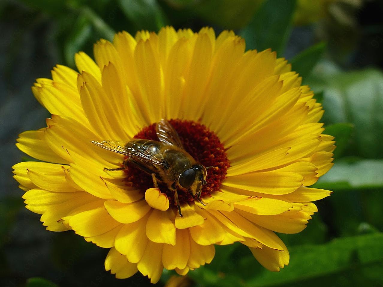 蜜蜂采花图片生物摄影