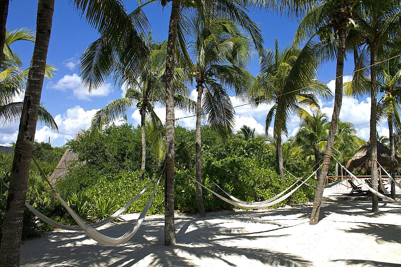 热带植物椰子树图片摄影