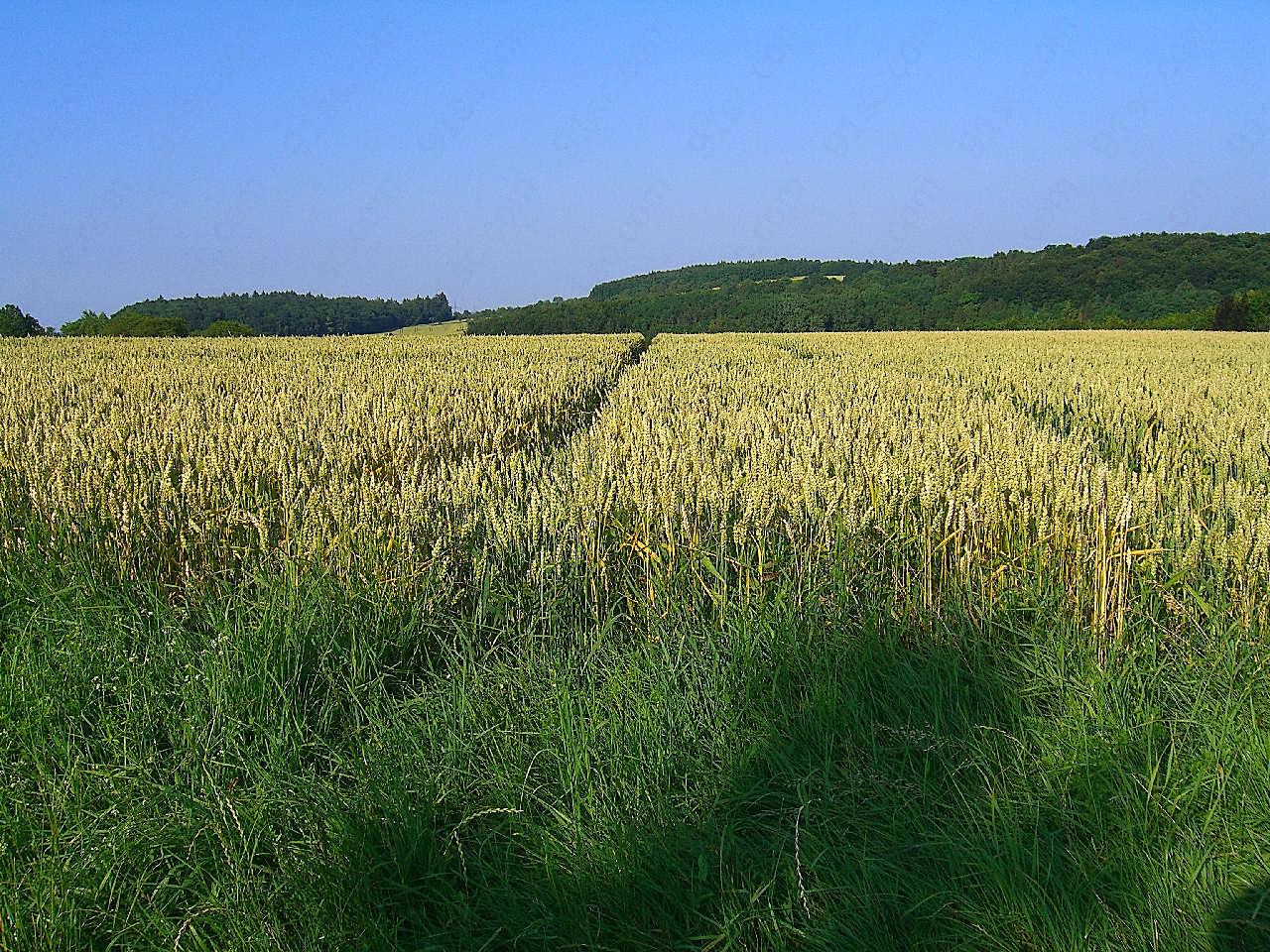 麦田小麦成熟图片五谷杂粮
