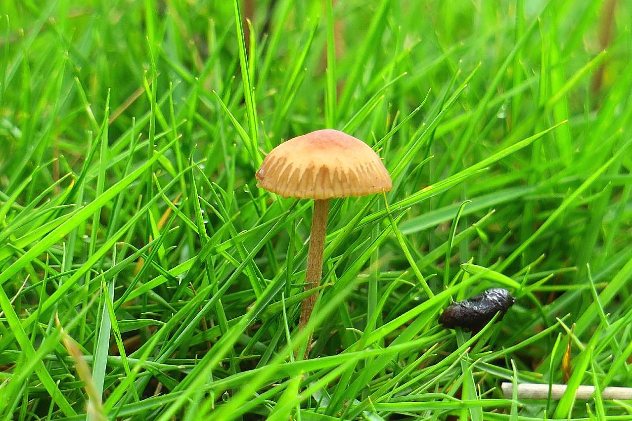 青草地小图片蘑菇