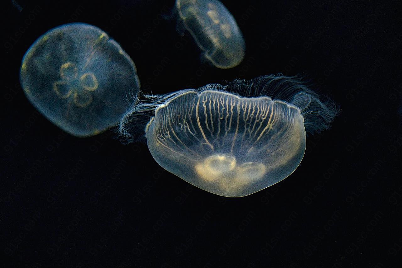 深海海蜇水母图片高清摄影