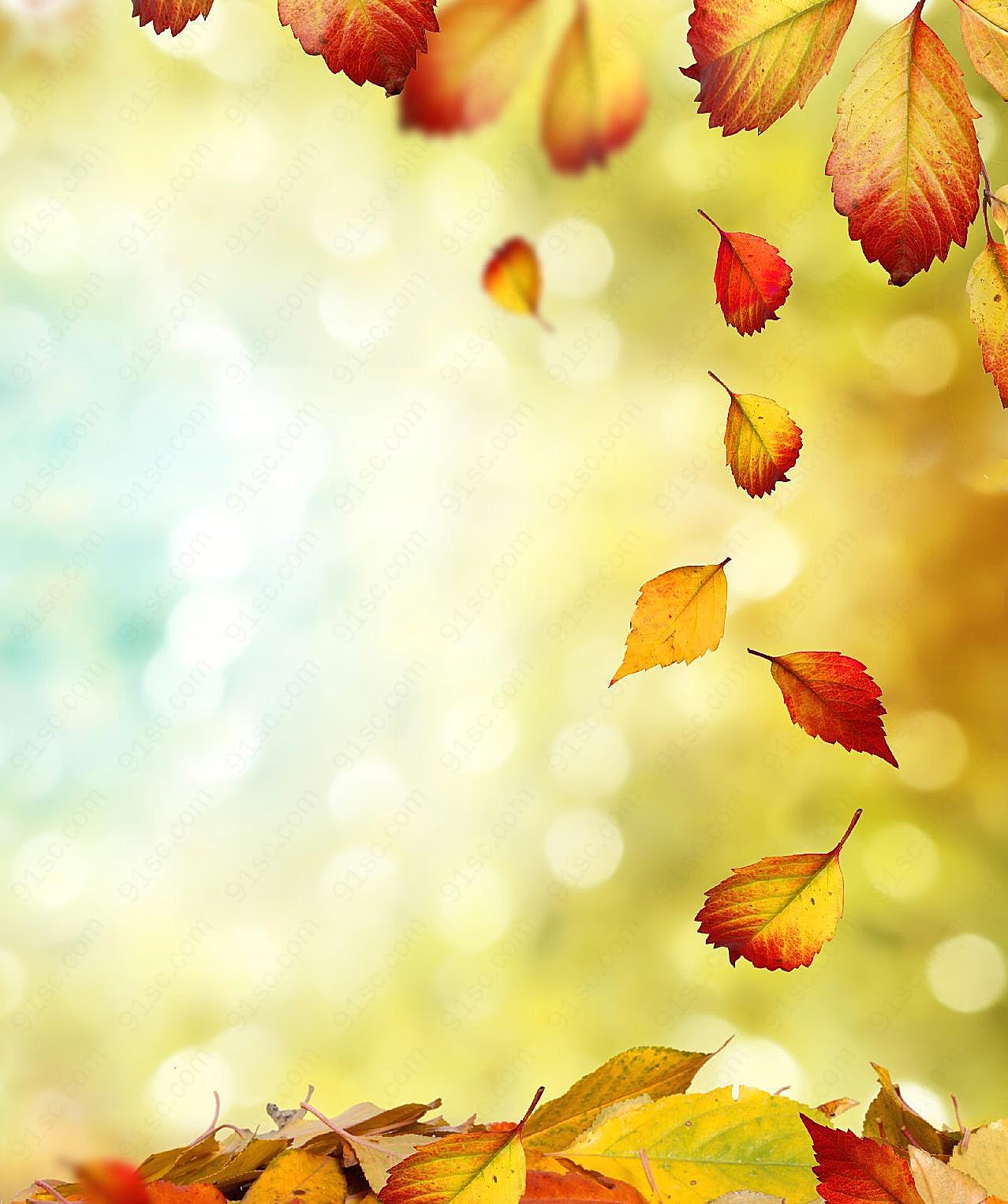 秋天的落叶图片高清