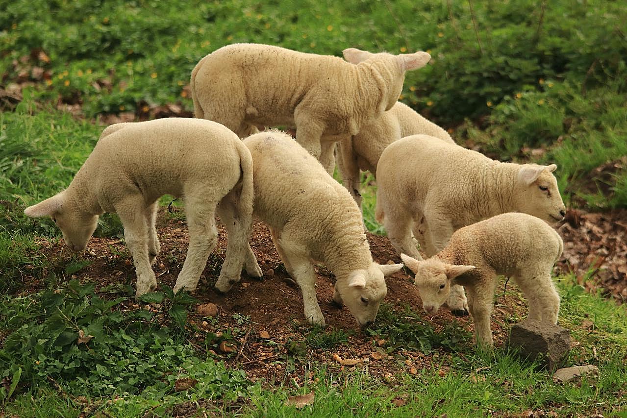 小羊羔吃草图片动物图片