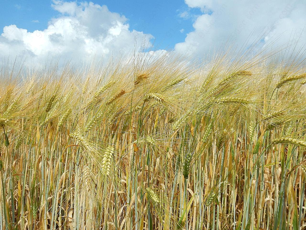 小麦谷物背景图片乡村田园