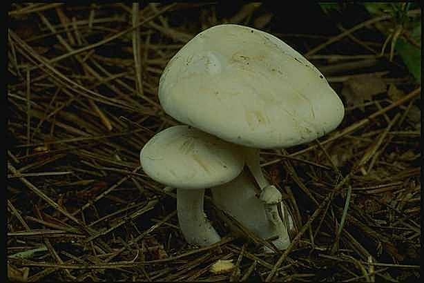 图片美食高清