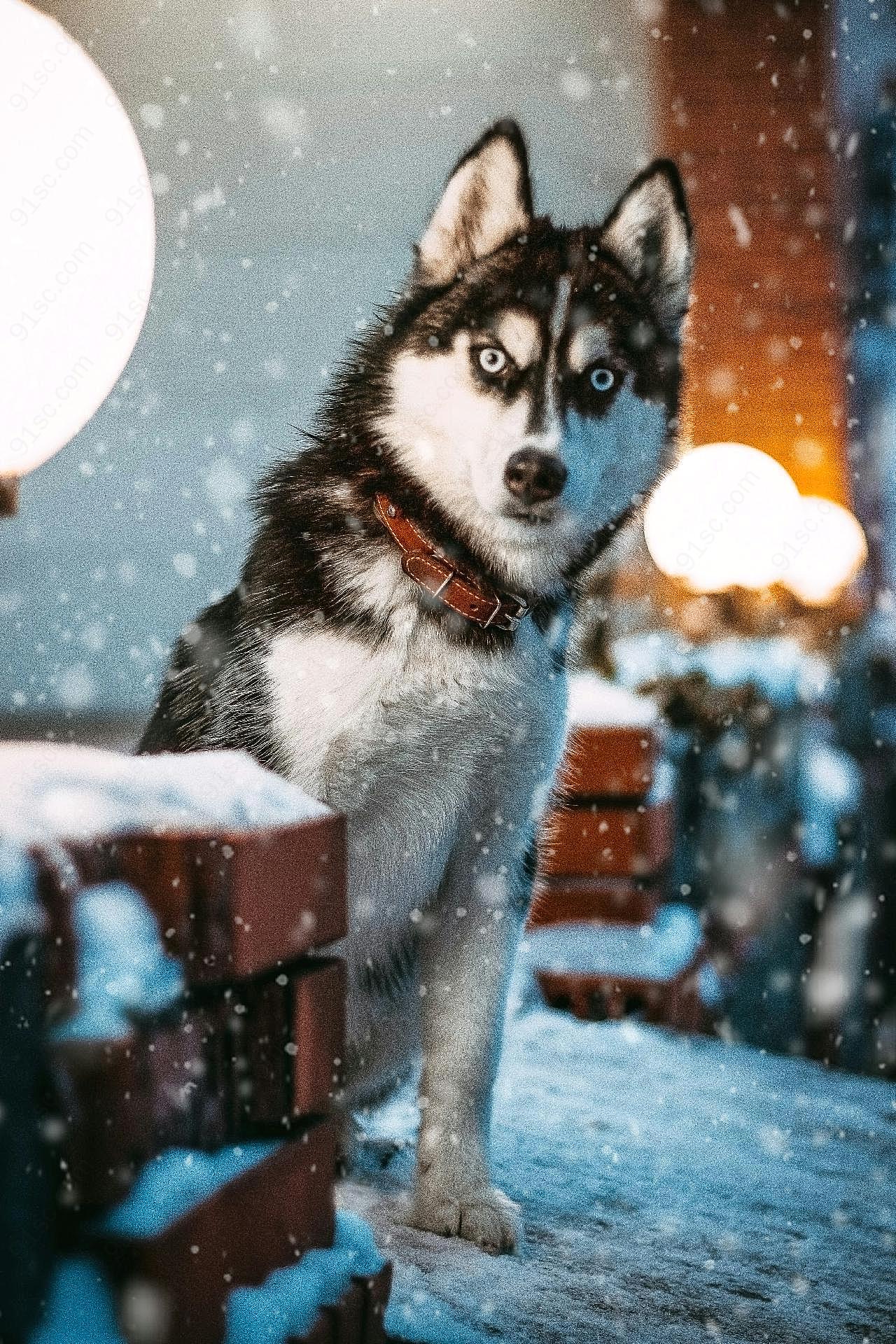 雪地里的二哈图片高清摄影