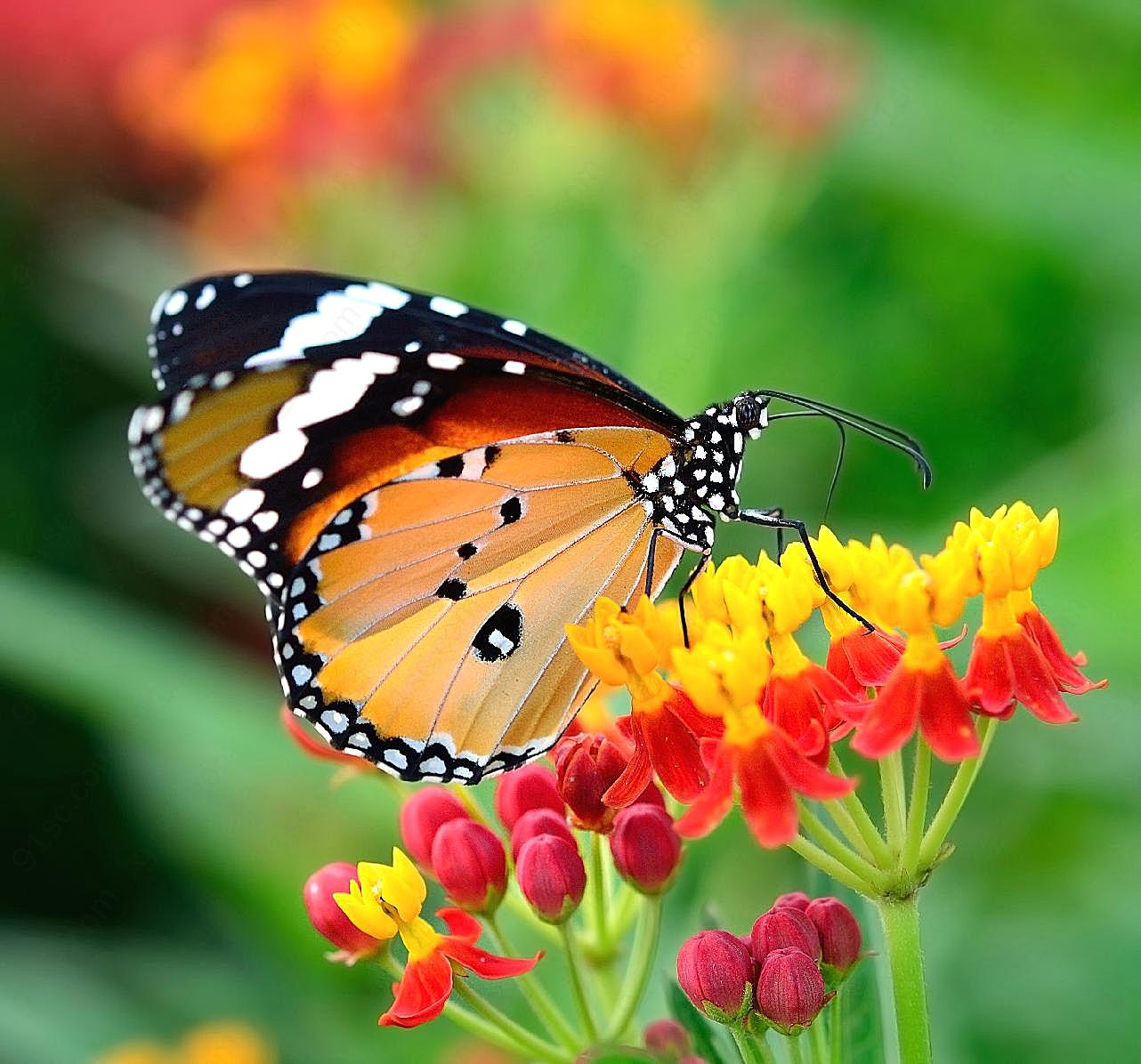 美丽的图片蝴蝶