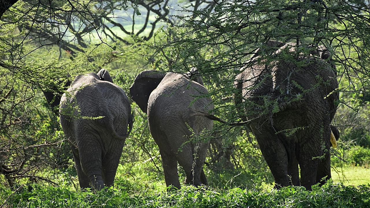非洲丛林野生大象图片摄影高清
