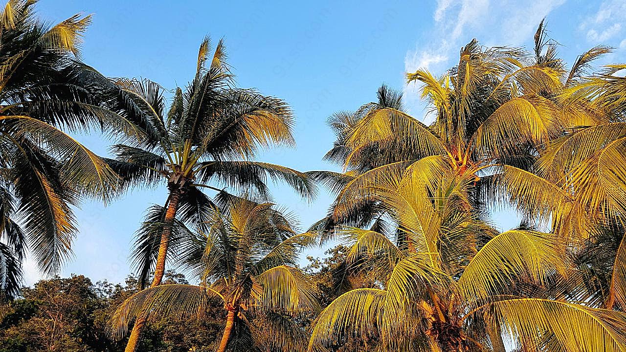 四季景观椰子树图片树林