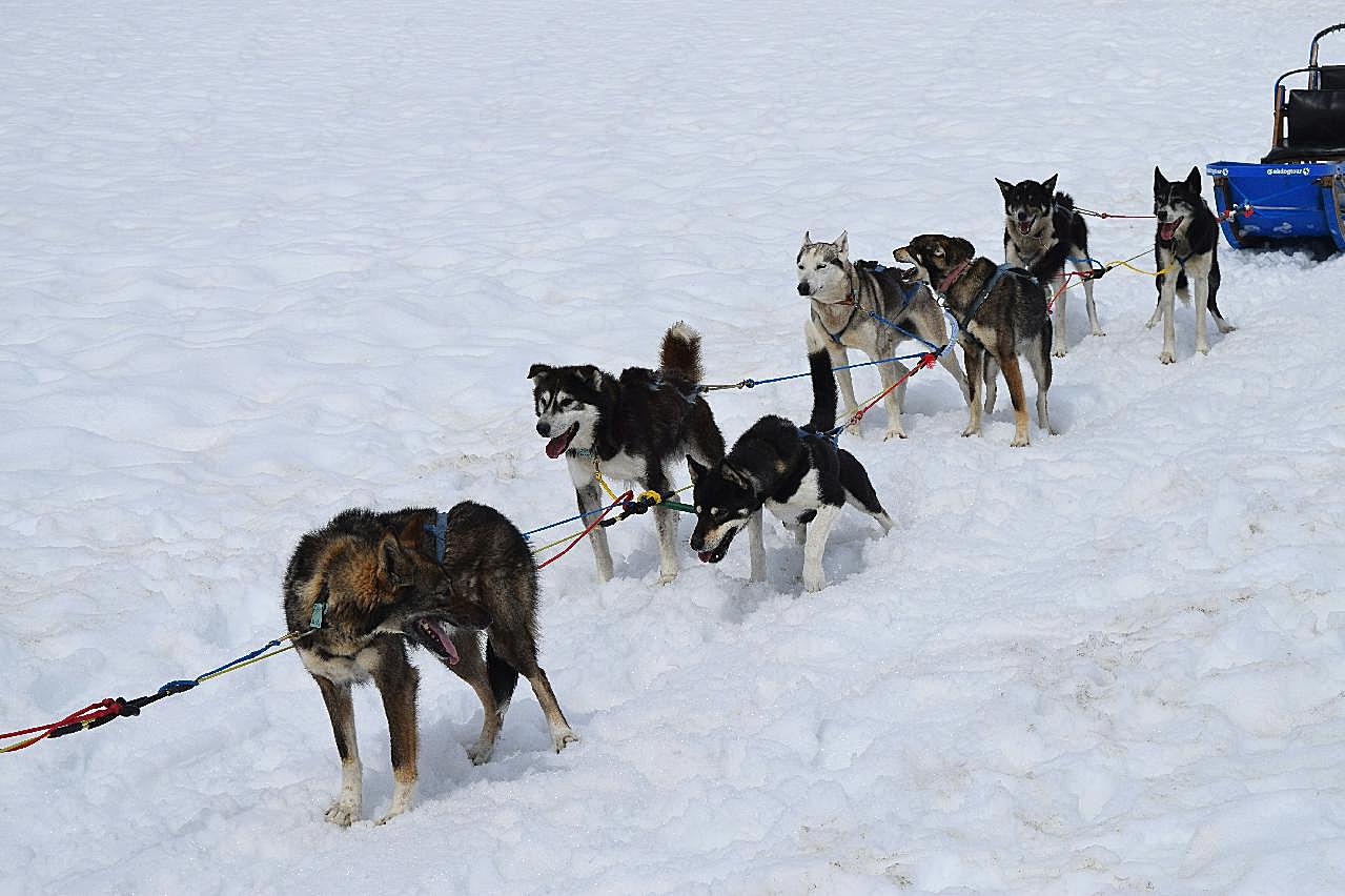 一群雪橇图片狗