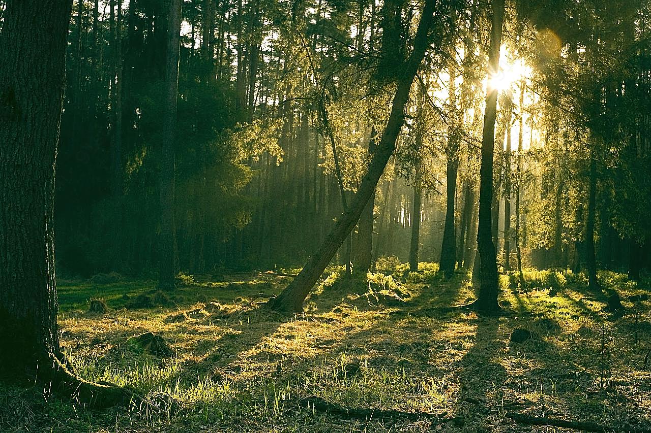 阳光沐浴的森林摄影