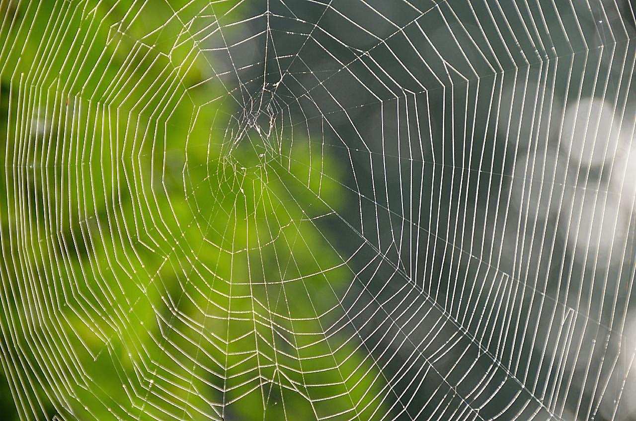 高清蜘蛛网素材图片昆虫