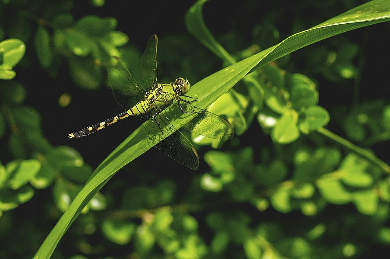 绿蜻蜓照片高清生物