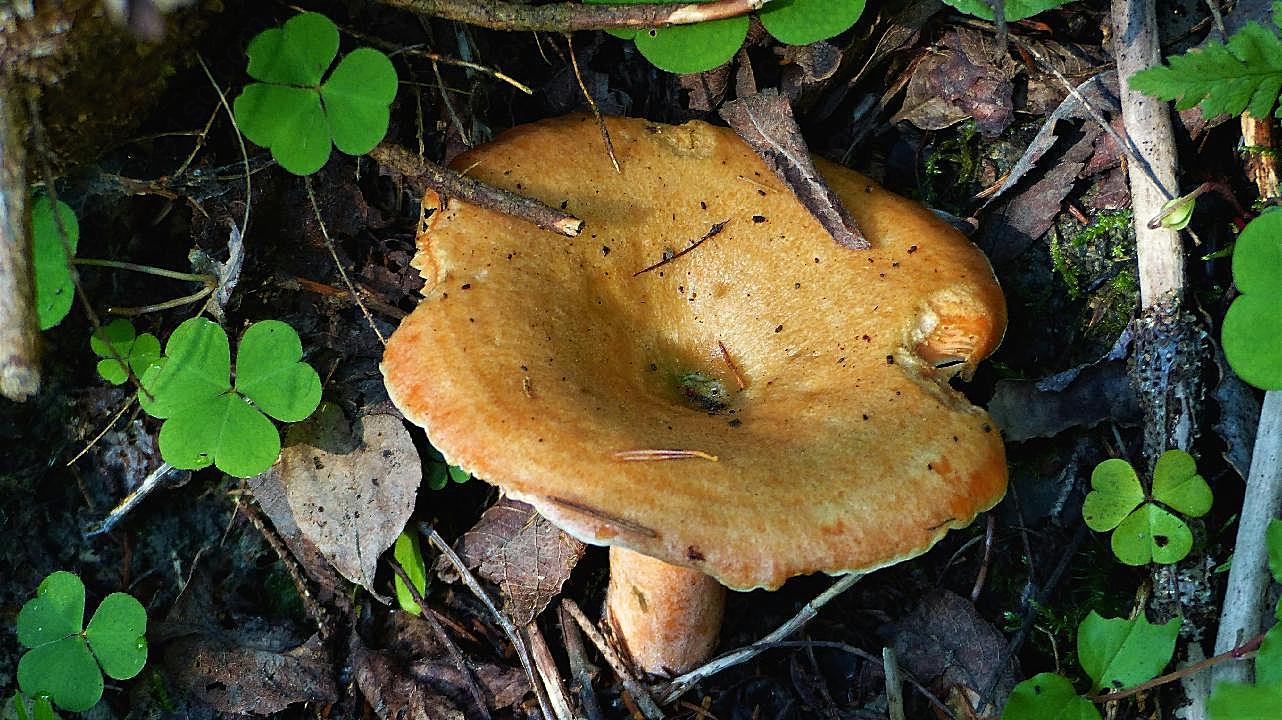 森林真菌图片蘑菇