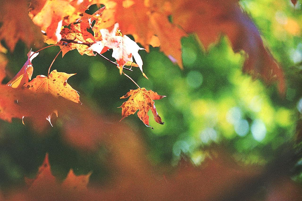 秋天图片欣赏高清