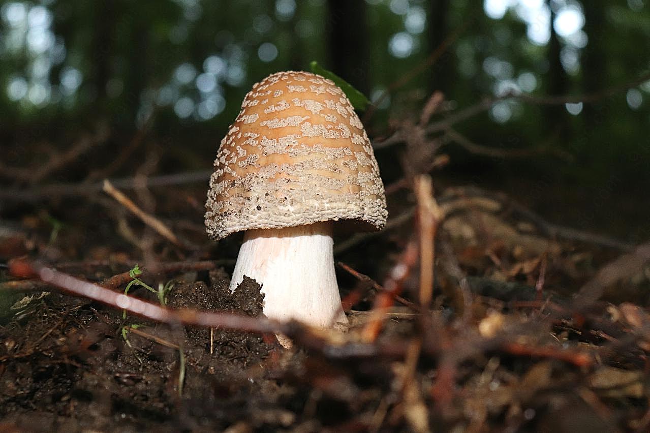 地面朵图片蘑菇