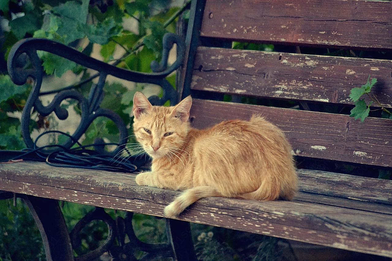 木椅上的小图片猫